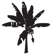 Silhouette Of Young Banana With A Flower And Fruits