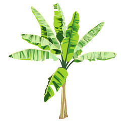 Young banana tree in color