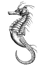 Seahorse Clipart Illustration Free Stock Photo - Public Domain Pictures