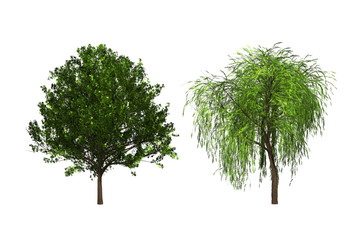 Wall Mural - two green tree on white background