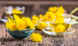 Fototapeta Dmuchawce - Dandelion Tea.Yellow dandelion flowers and tea cups.