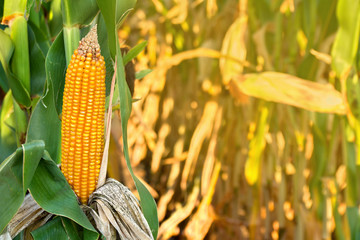 Wall Mural - Ripe ears of maize (corn) in sun light on a corn field in summer