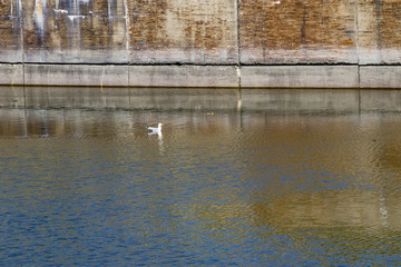 Poster - Seagull on the water