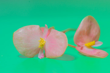 Beautiful pink flower with yellow stamens on a green background