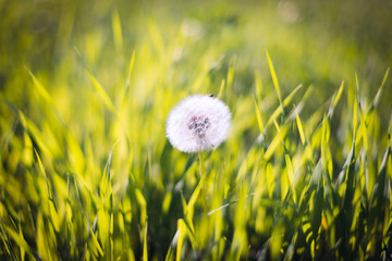 Close-up photo of ripe dandelion. White flowers in green grass. Closeup of fluffy white dandelion in grass with field flowers. The background.