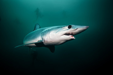 Wall Mural - Mako shark, Isurus oxyrinchus, Atlantic ocean, Simon's Town, South Africa