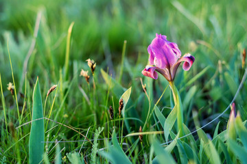 Wild purple irises