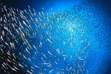 Wall Mural - Sardines fish in ocean