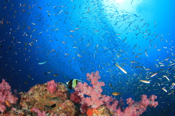 Wall Mural - Underwater coral reef in ocean