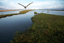 Bolsa Chica Wetlands Pelican