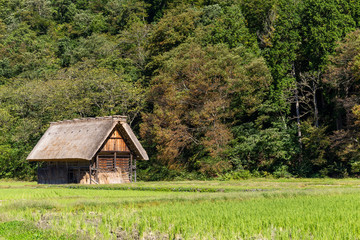 Canvas Print - Shirakawago village in the forest