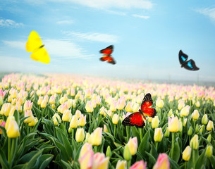 Sticker - Beautiful butterflies flying over field of blooming tulips