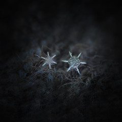 Macro photo of real snowflakes: two snow crystals of star plate type with long, straight arms and big centers, formed by six broad sections with complex inner patterns, glowing on dark gray background