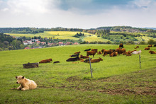 Cows On Green Pasture Under Cloudy Sky