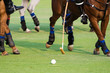 Playing Polo Horse.