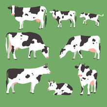 Collection Of Grazing Cows With Calves On Green Grass