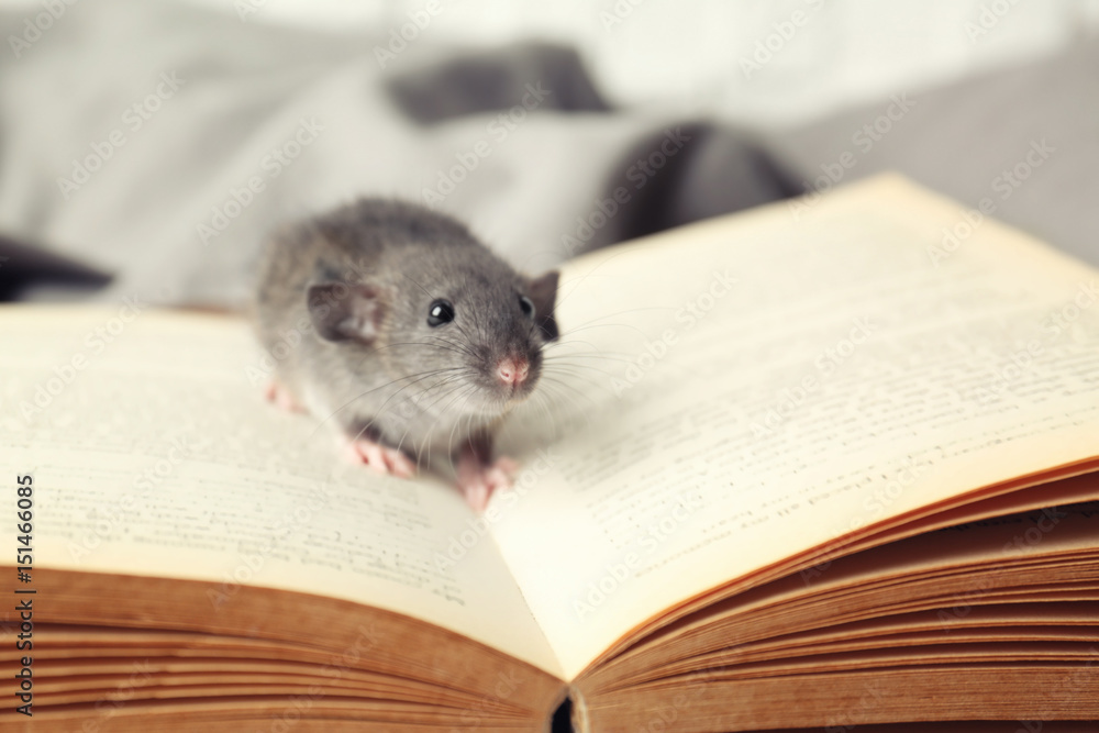 Cute little rat on open book at home