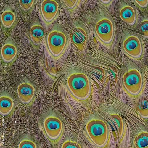 Stoffe zum Nähen close up peacock feachers