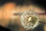 Fototapeta Dmuchawce - Dandelion seed on a blurry background