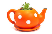 Flower Pot In Form Of Teapot With Houseleek Isolated On White