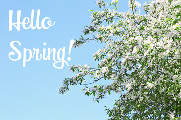 Poster - Blooming branches, close up