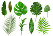 canvas print picture - Different tropical leaves on white background