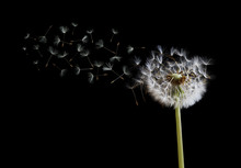 Dandelion Seeds In The Wind On Black Background