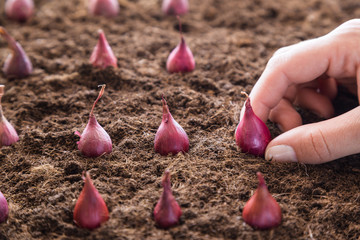 Woman's hand planting small, purple onions in the ground. Early spring preparations for the garden season.