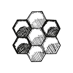 Bee honeycomb hand drawing vector