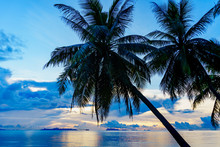 Palms On The Tropical Beach At Sunset Background