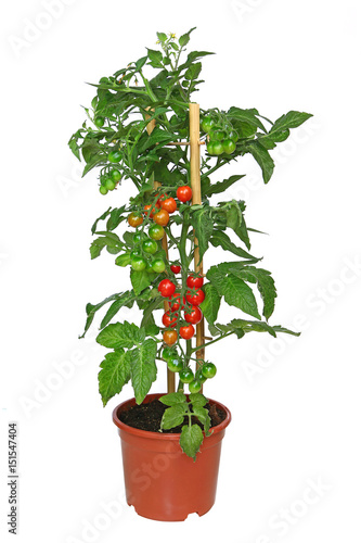pied de tomate