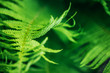 Leaves of the fern. background
