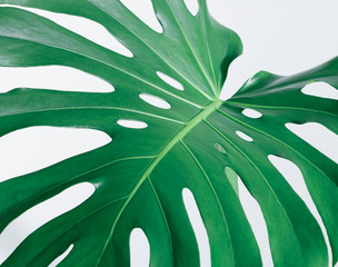 Wall Mural - Close-up of the monstera leaf. Abstract composition.