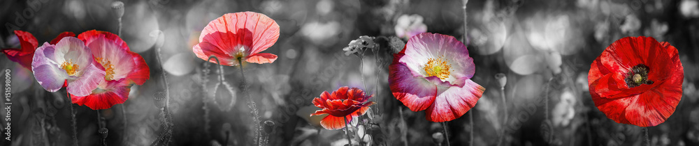 summer meadow with red poppy - obrazy, fototapety, plakaty 