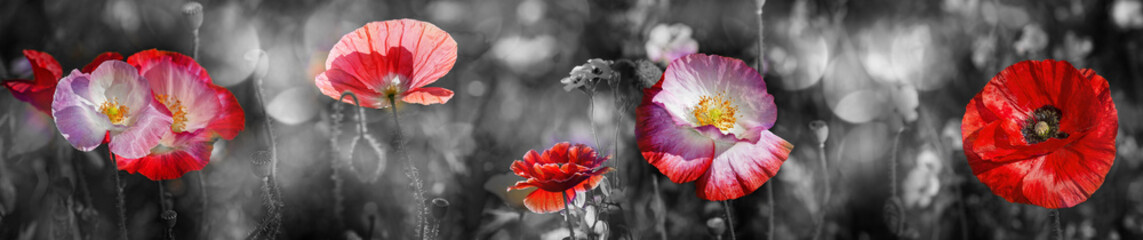 summer meadow with red poppy