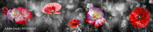 Obraz w ramie summer meadow with red poppy