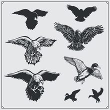 Set Of Birds. Ravens, Eagles And Ducks.