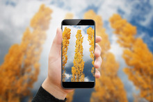 Man Taking Picture Of Yellow Poplar In Autumn, With Phone