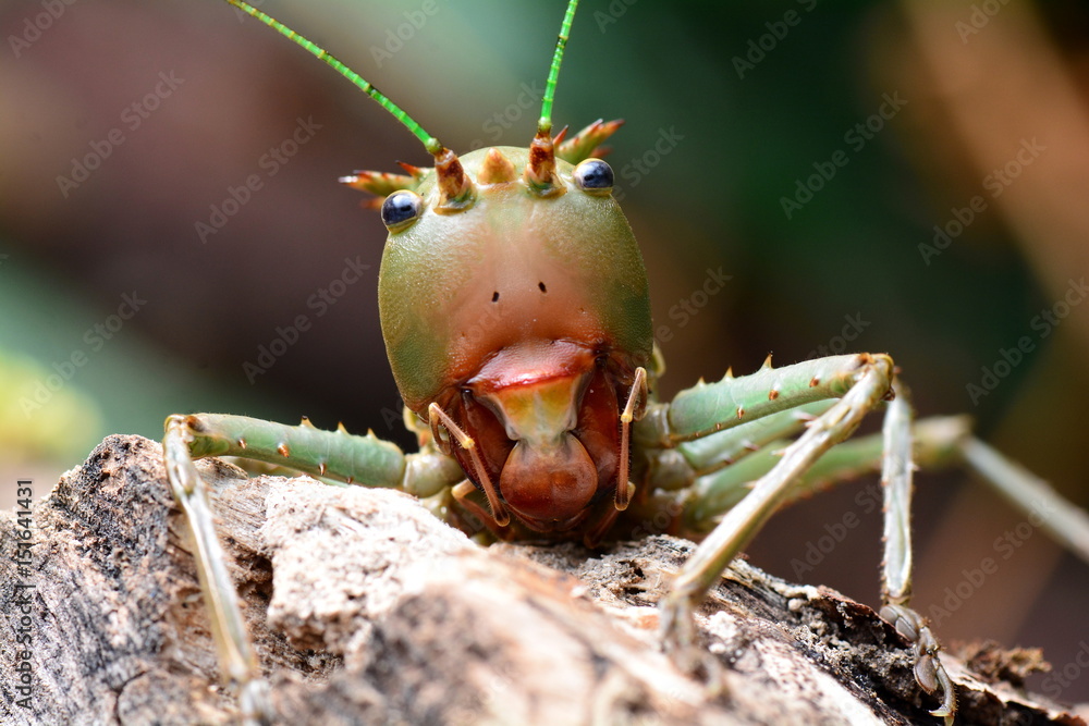 Il découvre un insecte géant dans ses courses Aldi