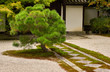 Japanese gravel zen garden , stone path and pine tree