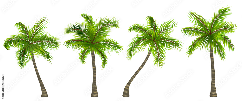 Set Realistic Palm Trees Isolated on White Background - obrazy, fototapety, plakaty 