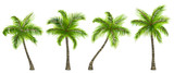 Fototapeta Pokój dzieciecy - Set Realistic Palm Trees Isolated on White Background