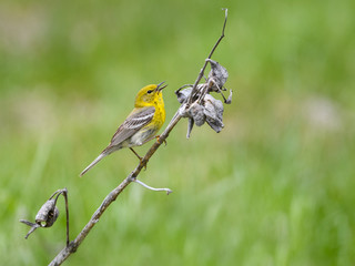 Wall Mural - Pine Warbler Perched on Milkweed Stalk