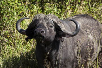 Wall Mural - The African buffalo or Cape buffalo is a large African bovine. Tanzania Africa 