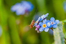 Grasshopper On A Summer Meadow Sits On Blue Flowers Of A Forget Me Not