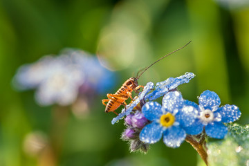 Wall Mural - grasshopper on a summer meadow sits on blue flowers of a forget me not