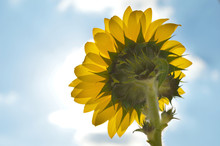 Sunflower Turned Towards The Sun; Looked From Behind With The Sky As Background