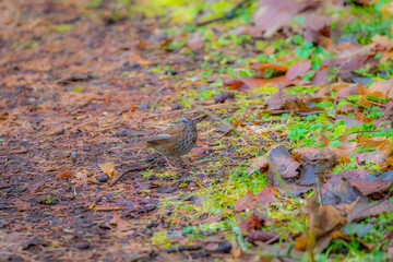 Wall Mural - a small brown bird merges with the color of the leaves on the ground