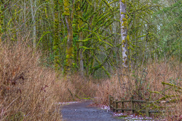 Wall Mural - fabulous autumn forest. large trees were overgrown with green moss.