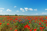 Fototapeta Maki - red poppies field and blue sky with clouds